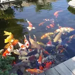 Koi * Veltrusy