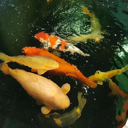 Koi *
