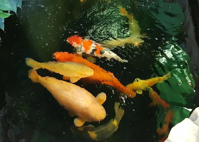 Koi *